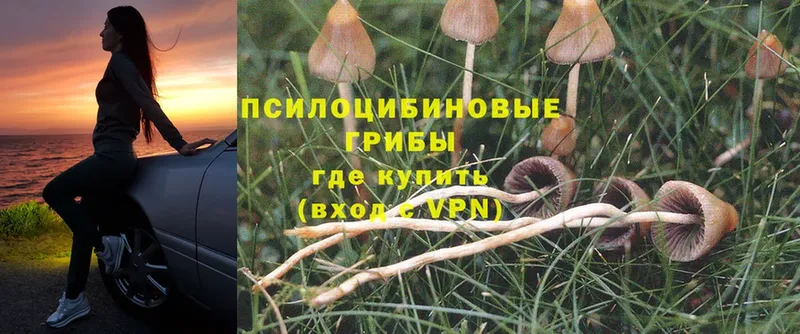 Псилоцибиновые грибы Psilocybe  Кадников 